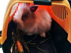 -雨林宠物医院 非犬猫异宠专科