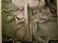 -洛阳周王城天子驾六博物馆