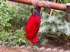 -南宫五洲植物乐园