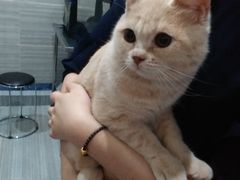 -瑞派名望志远动物医院·猫科·內科·异宠专科(直港大道店)