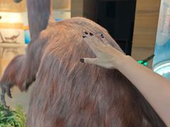 -安徽省地质博物馆