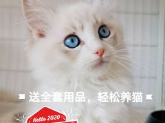 -70cat德文卷毛猫·缅因猫纯种猫舍