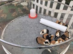-广州长隆国际大马戏
