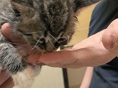 -爱派特动物医院·全科诊疗中心