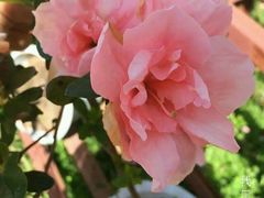 -武清南湖绿博园