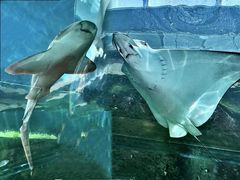-悉尼海洋生物水族馆