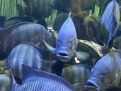 -上海海洋水族馆