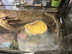 -酷以爬仙阁实体爬宠店·守宫·蜥蜴·专业繁育