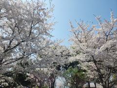 -顾村公园