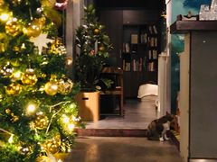 -咖法森林·咖啡  酒吧(天河店)