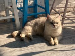 -喵屿·大理花园猫咖