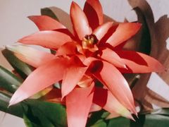 -花鸟鱼虫茶工艺品市场