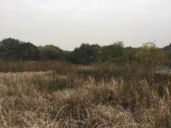 -西湖风景区-江洋畈生态公园