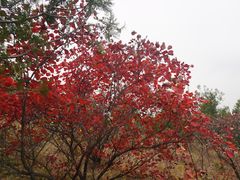 -北京西山国家森林公园