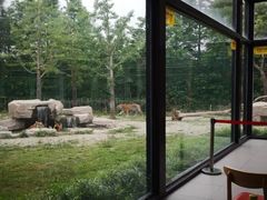 -上海野生动物园老虎餐厅