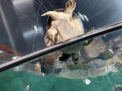 -上海海洋水族馆