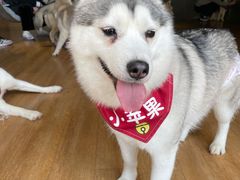 -Husky Go! 哈士奇体验馆·宠物咖啡厅狗咖
