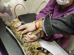 -宠爱国际动物医院·消化内科·心肾内科·ISFM猫友好(望京店)