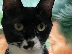-中农国际动物医院24小时·猫科·骨科·急重症中心