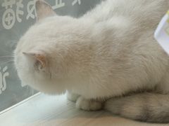 -喵屿·大理花园猫咖