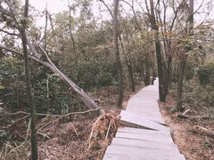 -中山市树木园