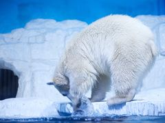 -大连老虎滩海洋公园