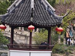 -上海醉白池公园