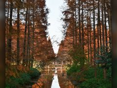 -黄海国家森林公园