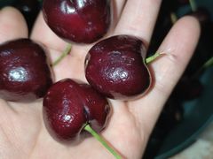 -百果园PAGODA(庆春东路店)