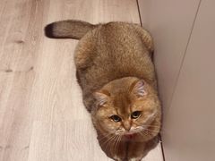 -梦之蓝青奥体育公园体育馆