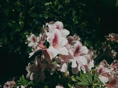 -南山植物园