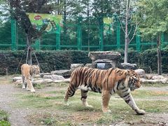 -上海野生动物园老虎餐厅