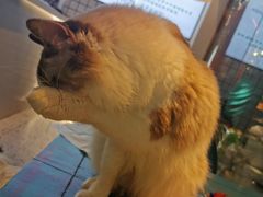 -喵喵咪呀布偶猫咖(春熙路店)