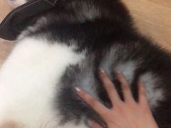 -Husky Go! 哈士奇体验馆·宠物咖啡厅狗咖