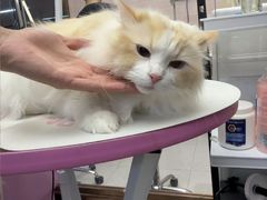 -FAELING PETS美天灵宠物(富力广场店)