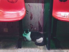 -猫咪博物馆(顶澳仔猫街店)