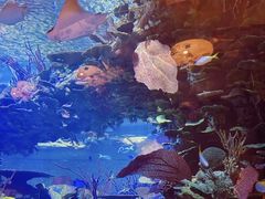 -迪拜帆船酒店海底餐厅