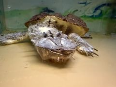 -上海大自然野生昆虫馆(东方明珠·爬宠昆虫探索中心)
