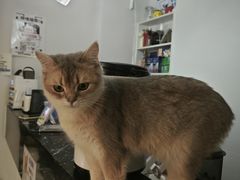 -琪喵猫屋·撸猫猫咖·猫舍