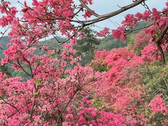 -木兰云雾山