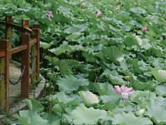 -黄兴公园