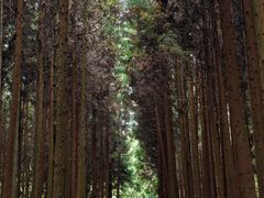 -武陵山森林公园