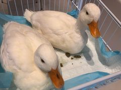 -怪兽屋·羊驼·猫咖·狗咖(俊华广场店)