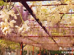-嘉定紫藤园