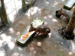 -呀诺达热带雨林