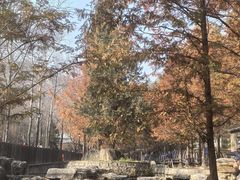 -白水寺森林公园