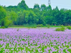 -白鹭湾湿地公园