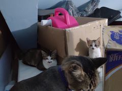 -宠物星动物医院·眼科·异宠·猫科(江南大道总院)