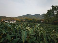 -中国茶叶博物馆(双峰馆区)