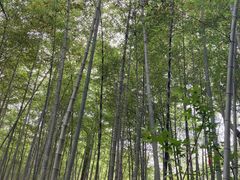 -杭州半山国家森林公园